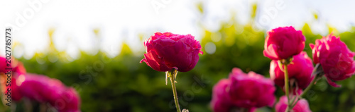 Tableau sur toile 都心散歩　お庭の薔薇