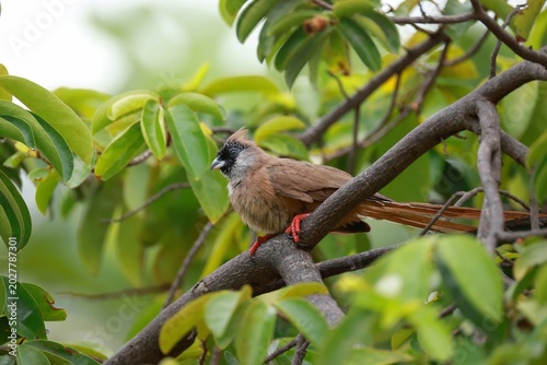 Speckled Mousebird perched among lush green leaves in soft natural ligh