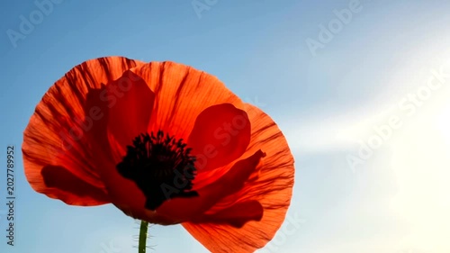 A single bright red poppy flower blooming against a clear blue summer sky.