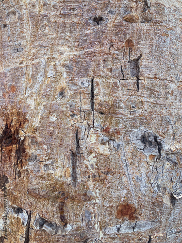 Texture of tree bark, abstract background with bark texture, close-up of rough bark