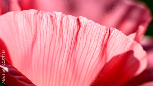 Close up macro view of delicate red flower petal texture.