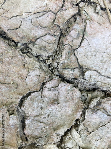 Cracked earth background texture, dry soil surface, abstract pattern