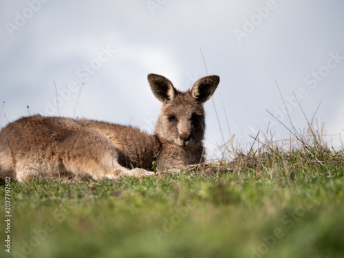 Bild auf Leinwand Kangaroo lying down in grassy patch