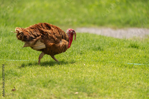 Foto bourbon red turkey walking in field