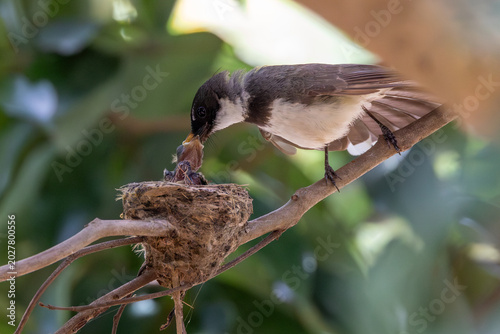 A bird feeding its chick in a nest on a tree branch under natural light.
