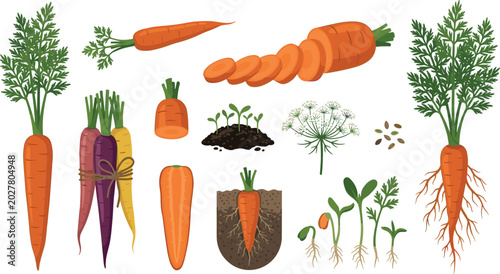 Konstfotografi Fresh Carrot Root Vector Element Set Featuring Orange Purple and Yellow Bunches