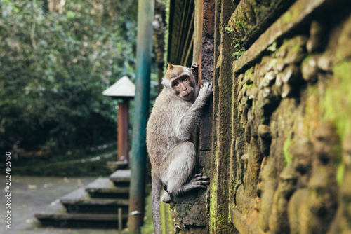 Photography Cute monkey climbing wall