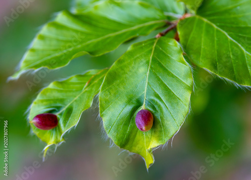 Photos Close-up with barrel-shaped purple structures on a beech leaf, which are galls i