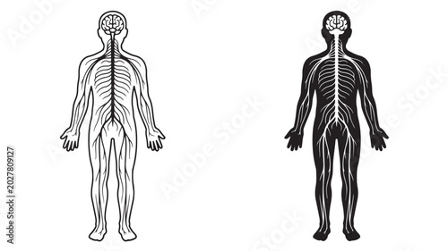 Human Body Anatomy Illustrations Showing Nervous System For Medical Educational Concepts