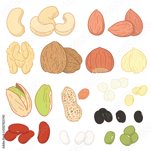 Nuts and Legumes Collection  Cashew, Almond, Walnut, Hazelnut, Pistachio, Peanut, Beans Vector Set