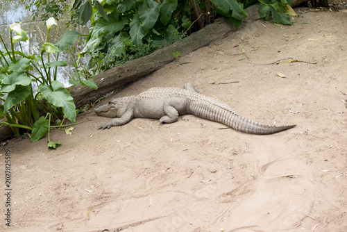 Bild auf Leinwand the alligator is waiting for prey