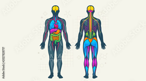 Detailed flat vector human anatomy illustration showing internal organs, brain, blood vessels, nervous system, and muscle groups in front and back views