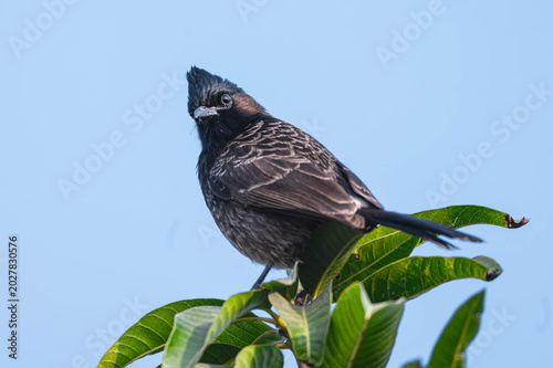 Foto The red-vented bulbul is a small passerine bird known for its striking appearance and melodious calls, symbolizing various cultural and spiritual meanings across different regions