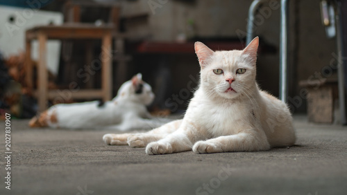 cat on the street,cover page,copy space