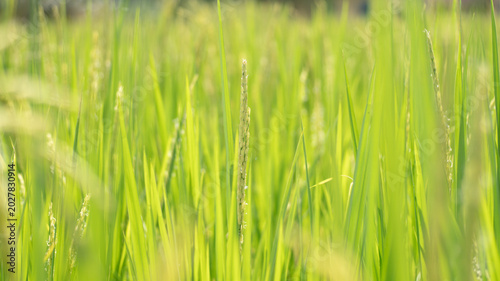 Fresh green rice stalks in the paddy field.cover page.copy space