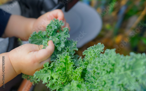 A child's hand holding a fresh green kale stalk.