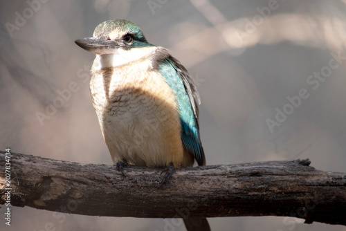 Fotografía the scared kingfisher has a turquoise back, turquoise blue rump and tail, buff-white underparts and a broad cream collar
