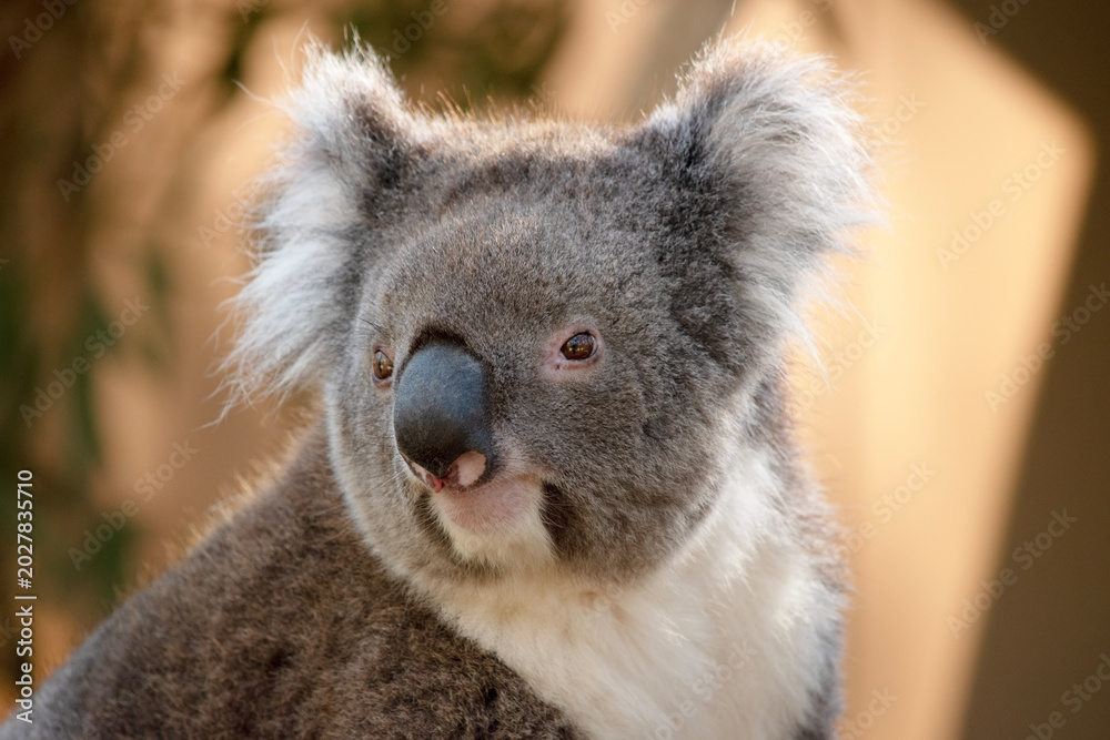 Obraz premium this is a close up of an Australian koala