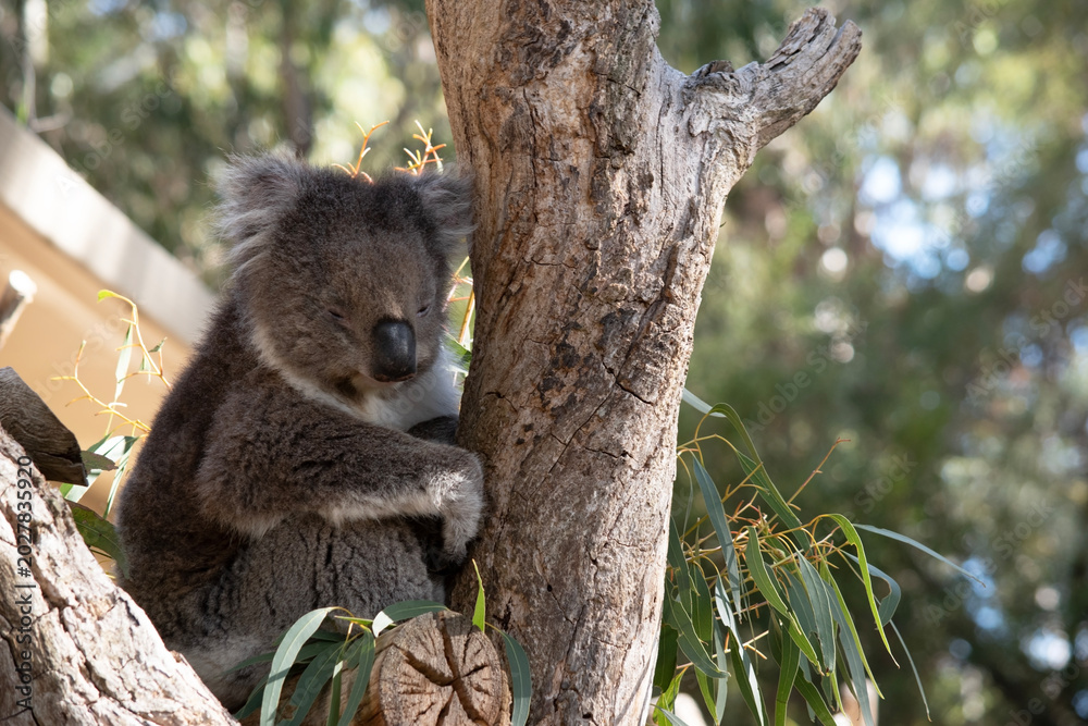 Obraz premium the koala is in the fork of a tree