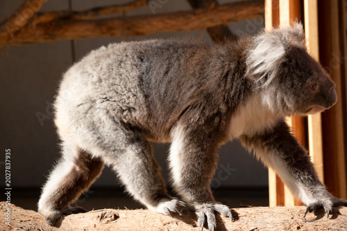 Canvas Print this is a side view of a koala is walking along a branch