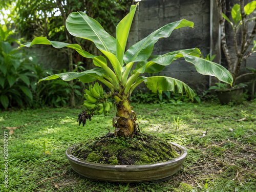Fresh Banana Trees in the Plantation