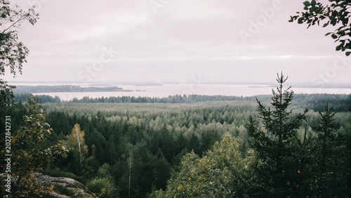 Quadro su tela Green wild forest before be cutting down and become deforestation area in Estonia, Northern Europe