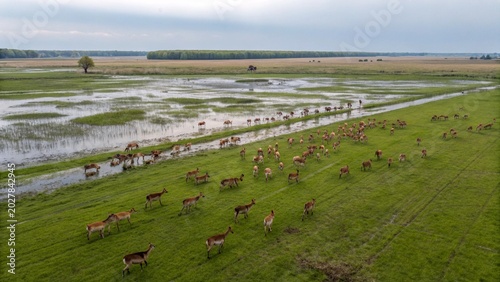 Canvas Print Aerial view to herd of Deer and Roe Deer on flooded grassland