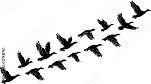 Tableau sur toile Flying Wild Duck Flock Silhouette Collection in Migratory Formation Isolated on
