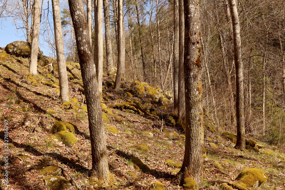 Fototapeta premium Forest