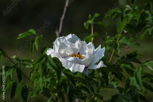 Peonies in full bloom at the Peony Garden in Changchun, China