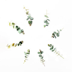 Top view of eucalyptus leaves arranged in a circle with copy space on white background