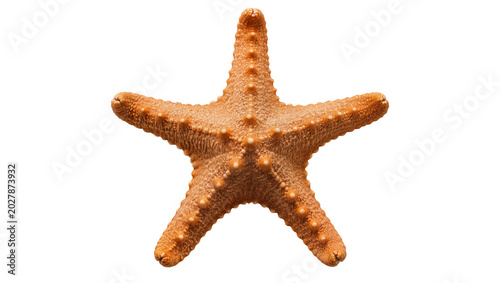Foto Orange starfish with five arms textured skin, isolated on transparent background