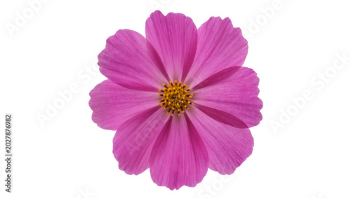 Quadro su tela Vibrant pink cosmos flower with yellow center, isolated on transparent backgroun