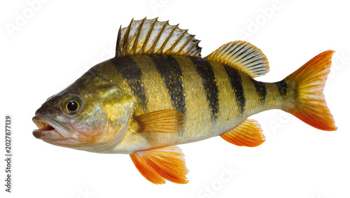Schilderij op canvas Yellow perch fish with black stripes and orange fins, isolated on transparent ba