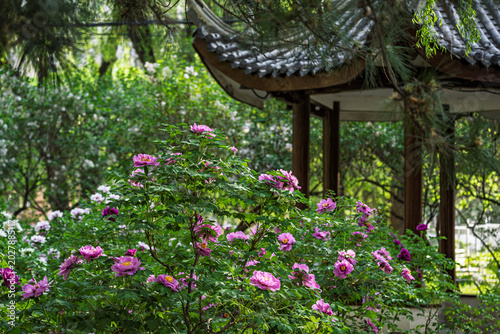 Peonies in full bloom at the Peony Garden in Changchun, China