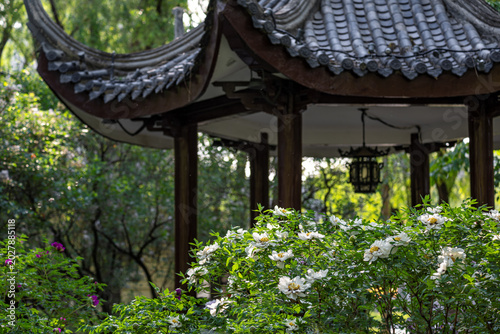 Peonies in full bloom at the Peony Garden in Changchun, China