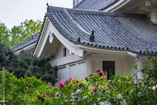 Peonies in full bloom at the Peony Garden in Changchun, China