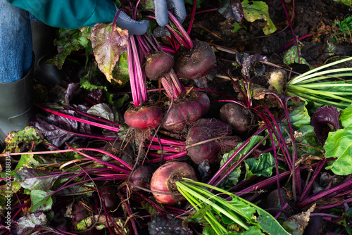 фотографія Just uprooted organic raw red beets in hand of worker in farmer’s garden, fresh