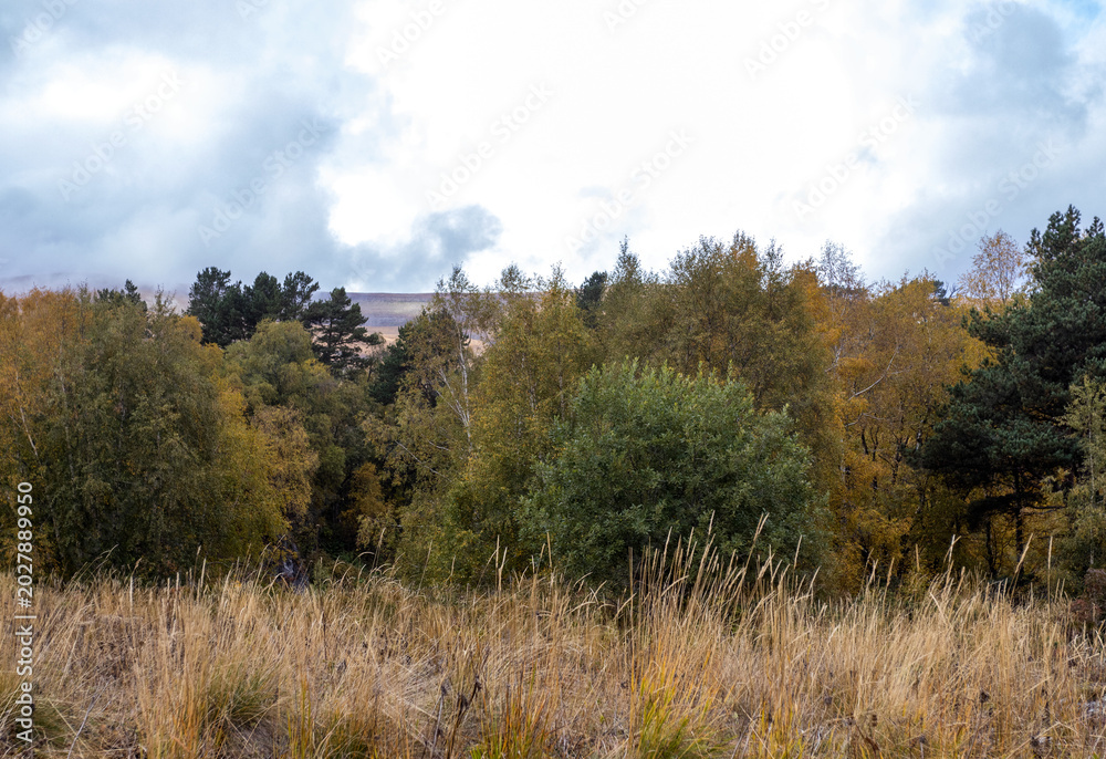 Obraz premium A forest on rocky mountain surfaces, an unpaved dirt road, an autumn day in nature, and a panorama of the area