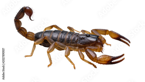 Foto Brown scorpion with segmented tail and pincers, isolated on transparent backgrou