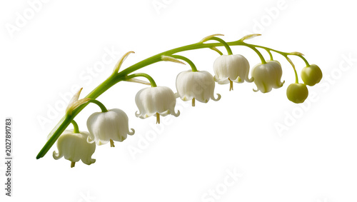 Delicate white lily of the valley flowers with green stems, isolated on transparent background