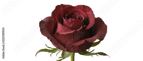 Foto Deep red rose bloom with velvety petals, isolated on transparent background