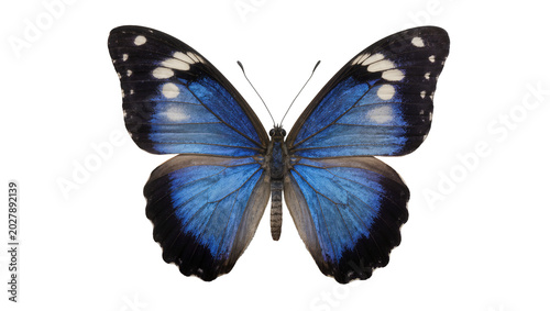 Cuadro en lienzo Vibrant blue morpho butterfly with black and white spots, isolated on transparen