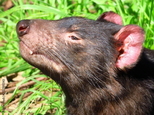 Plakat Tasmanian devil side portrait