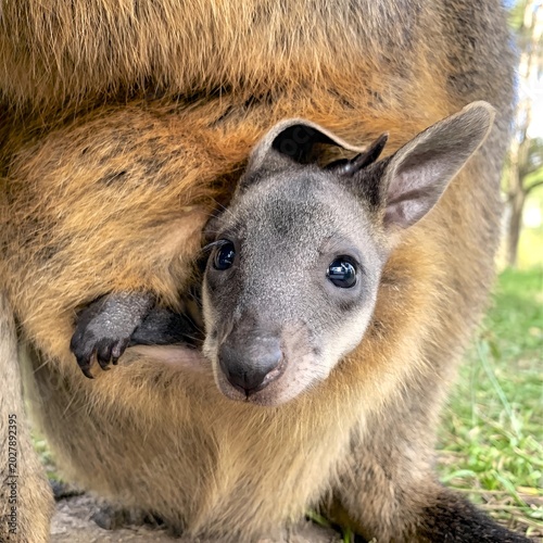 Canvas Print Swamp wallaby joey in pouch