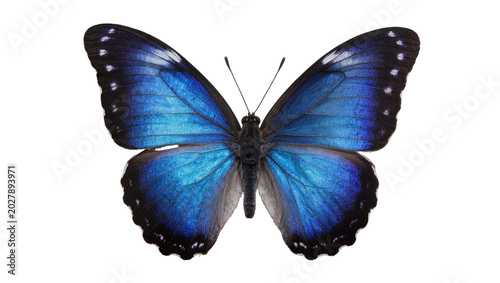 Tableau sur toile Vibrant blue morpho butterfly with black markings, isolated on transparent backg