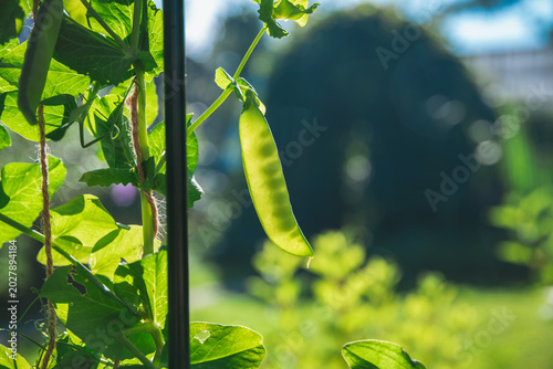 Photography Ripe pea pod hanging from its vine, illuminated by sunlight in a vibrant garden,