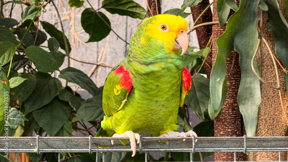 Obraz premium Yellow-headed Amazon parrot perched on metal fence with tropical foliage
