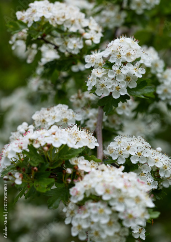 Canvas Print White Hawthorn Blossoms Blooming In Spring Garden