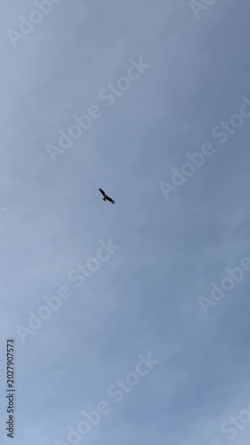 The large eagle fly in a cloudy sky against the backdrop of the trees. A wild bird in its  natural habitat. 4K footage